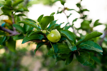 Green fruit acerola, brazilian food