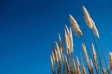 Common reed, dry reed against blue sky, phragmites. Closeup