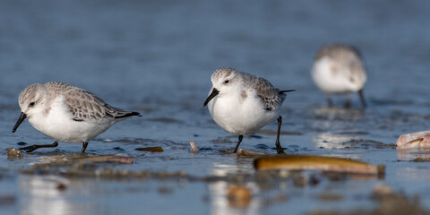 Bécasseau sanderling (Calidris alba - Sanderling) sur la plage de Quend-Plage