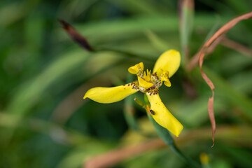 Yellow orchids in the rain forest nature jpg