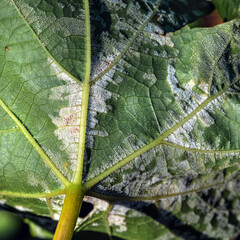 A dangerous disease of grape Mildew — downy mildew ( lat. Of plasmopara viticola )