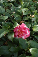 Variegated, Pink and White Flower of Camellia Sasanqua in Full Bloom
