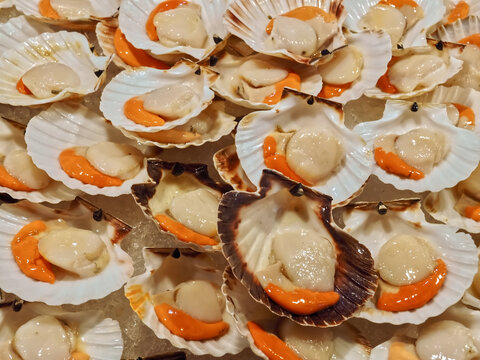 Macro of many canestrello shellfish