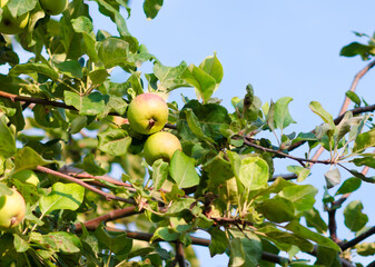 Apples on tree in sunshine