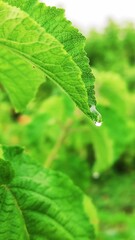 green leaf with water drops