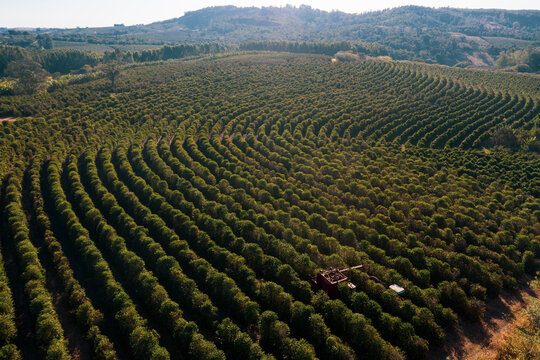 Aerial View Of Coffee Plantation Fields In Brazil Showing Its Lines And Corridors. Fair Trade Storytelling Concept. 