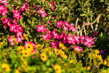 pink and white flowers