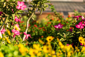 flowers in the garden
