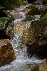 Water flows between the rocks in the rainforest.