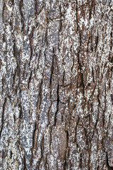 Tree bark texture
