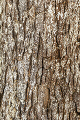 Obraz premium Tree bark texture