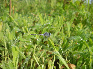 Dragon fly Ready for takeoff