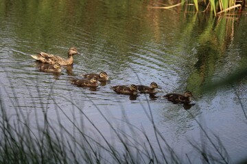 Duck family on the lake