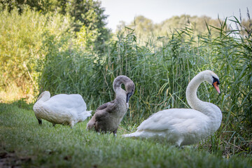 a a swan family stands on the shore of a lake and cleans its feathers