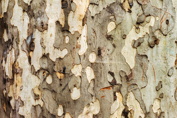 Tree bark texture