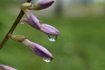 
Hostas flowers after the rain