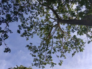 tree and sky