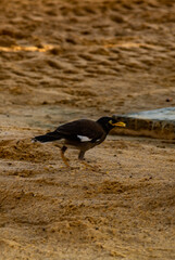 beach at the morning 