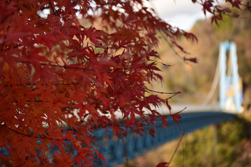 真っ赤に燃える紅葉と秋色に染まる吊橋