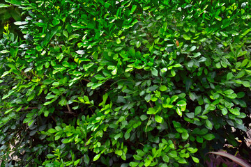 arbol verde lleno de hojas calidas y brillantes