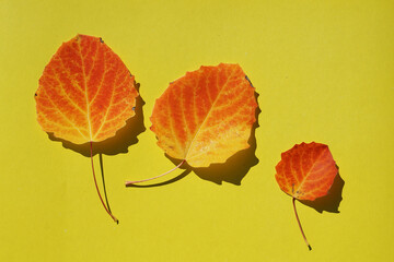 Creative top view  yellow autumn leaves of tree    as background with copy space in minimal style, template for lettering