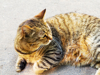 Beautiful tabby cat with intense green eyes lying on the pavement