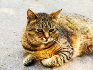 Fototapeta premium Beautiful tabby cat with intense green eyes lying on the pavement, looking at camera