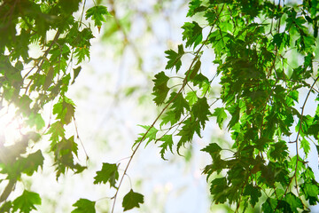 Fototapeta na wymiar Young green maple leaves against a blue Sunny sky