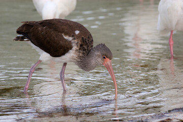 Juvenile American White Ibis (Eudocimus albus) in Everglades National Park, Florida