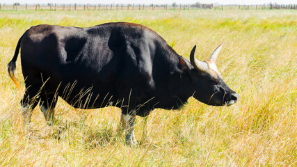 Cattle Farm Cattle animals in farming rural landscape