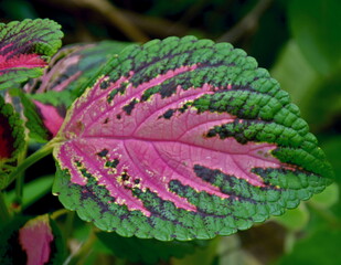 hojas lindas y calidas de color verde, rosa y violeta