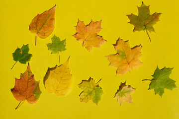 Creative top view   color autumn leaves of maple,    as background in minimal style, template for lettering,