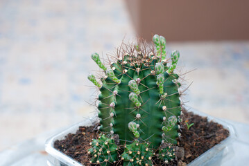 Green thorn cactus with many flowers on it