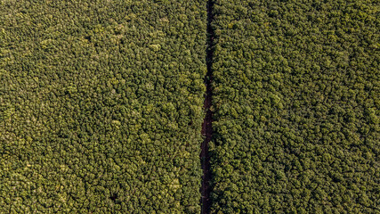 Rubber plantation by drone, Kampong Cham province, Cambodia 