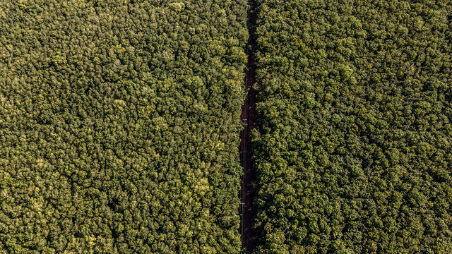 Rubber plantation by drone, Kampong Cham province, Cambodia 