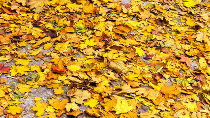 Background group autumn yellow leaves, selective focus, as a background for your project.