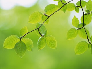 Leaves and branches of tree close up with differential focus