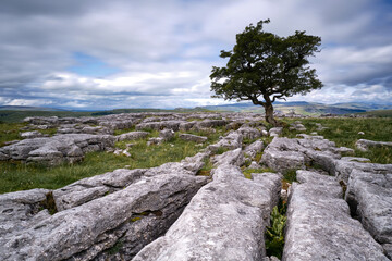Fototapeta na wymiar A single isolated hawthorn tree on a limestone pavement in the Yorkshire Dales