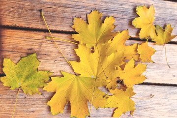Naklejka na ściany i meble Maple autumn leaves on wooden boards. Selective focus