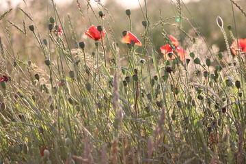 field of poppies
