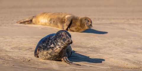 phoque gris (Halichoerus grypus)