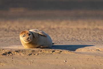 Phoque veau-marin en baie de Somme © Alonbou