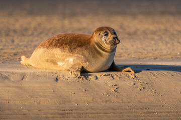 Phoque veau-marin en baie de Somme © Alonbou