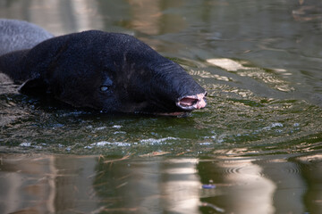 Portrait of a malayan tapir swimming in the water - obrazy, fototapety, plakaty