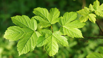 May morning in the forest, young spring maple leaves