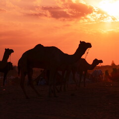 Fototapeta na wymiar camel in the desert during a camel fair in rajasthan