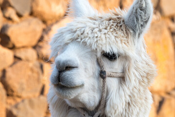 Obraz premium Close up of white Alpaca
