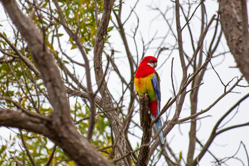 An Eastern Rosella In a tree