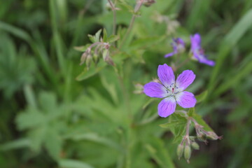 purple flowers in the garden