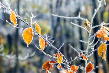 Frost-covered autumn leaves in the forest on a background of trees